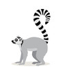 African animal, cute lemur with striped long tail icon isolated on white background, vector