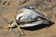 Dead seagull on plastic contaminated beach