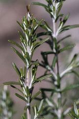 Green Rosemary Sprigs