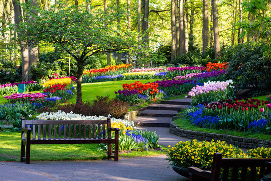 tulip bloom in keukenhof flower garden, the largest tulip park in the world. colorful blooming field