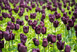 Fototapeta Tulipany - Dark violet bloody tulip field in blossom with tiny raindrops after rain 