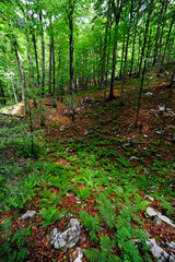 Sticker - Wald im Naturreservat Bijele und Samarske Stijene, Kroatien