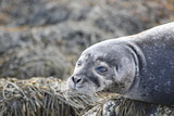 Fototapeta Big Ben - seal resting in britain