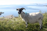 Fototapeta Big Ben - sheep in field with sea above