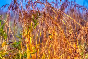 Sticker - Blue-throated blue flycatcher (Cyornis rubeculoides) in Jim Corbett National Park, India