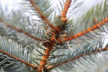 Close up macro of pine or fir tree branch leaves wallpaper