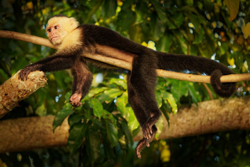 Wall Mural - Colombian white-faced capuchin (Cebus capucinus), Colombian white-headed capuchin or Colombian white-throated capuchin, New World monkey