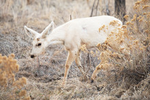 Rare White Mule Deer