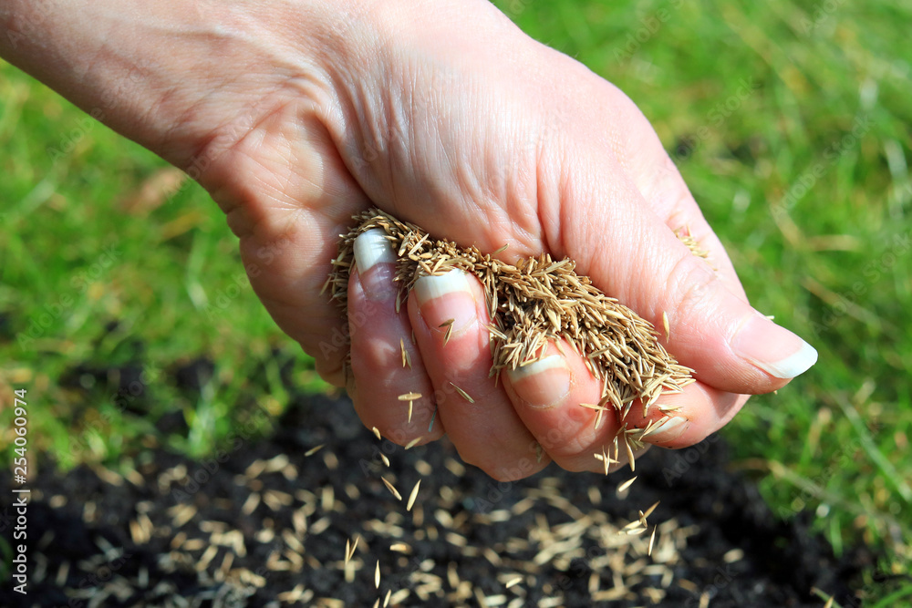 Close Up Of A Hand Spreading Grass Seeds.