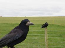 Crow Near Stonehenge