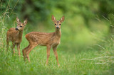 Junge Rehe