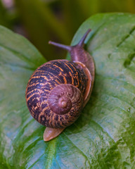 Wall Mural - Snail walking over a big leaf