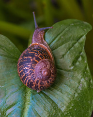 Wall Mural - Snail walking over a big leaf