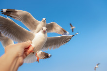 Traveler Hand Is Feeding Food To A Seagull Birds While Flying In The Sky, Animal And Wildlife.