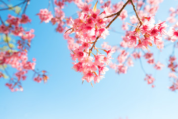 Wall Mural - beautiful sakura flower (cherry blossom) in spring. sakura tree flower on blue sky.