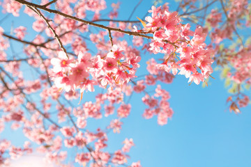 Wall Mural - beautiful sakura flower (cherry blossom) in spring. sakura tree flower on blue sky.