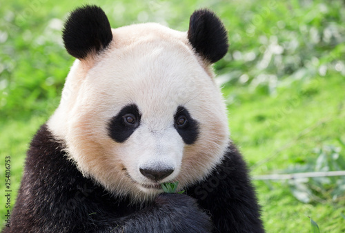 パンダ Canvas Print