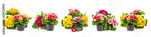 Fotomural Spring primrose primula flowers set banner