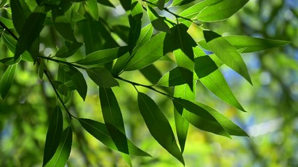 Aufkleber - Green foliage of a tree in spring. Beautiful colored bokeh made of trees waving in the wind. Slow motion shot