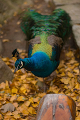 Wall Mural - peacock in the park