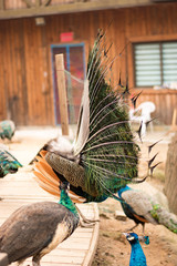 Wall Mural - peacock with feathers