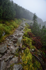 tourist hiking trail in foggy misty day with rain