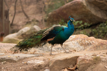 Wall Mural - peacock in the park