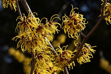 Witch hazel that yellow beautiful flowers bloom early spring.