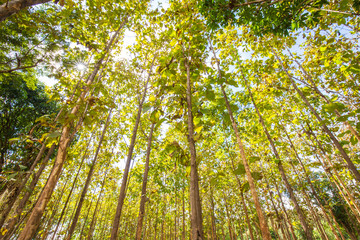 Teak tree forest nture background