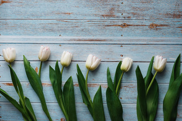 Wall Mural - White tulips on wooden blue background. Flat lay, top view composition with copy space