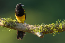 Black-cowled Oriole In The Wild