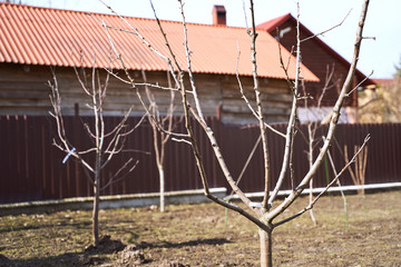 Freshly planted leafless young fruit trees in an early spring garden