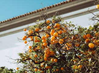 Orange tree in Portugal