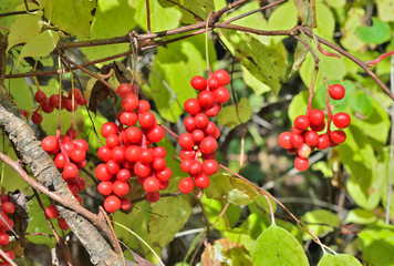 Poster - Berries of Far-Eastern plant (Schisandra chinensis) 1