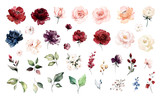 Fototapeta  - Set watercolor elements of roses collection garden red, burgundy flowers, leaves, branches, Botanic  illustration isolated on white background.  