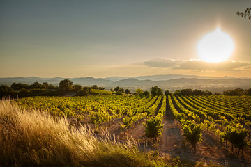 Vineyard at sunset. A plantation of grapevines. Hilly mediterranean landscape, south France, Europe