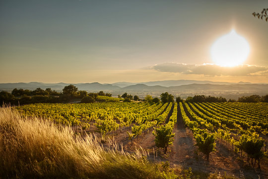 vineyard at sunset. a plantation of grapevines. hilly mediterranean landscape, south france, europe