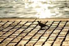 A Lonely Pigeon Is Walking On The Pavement By The River With The Reflections From The Evening Sun. 