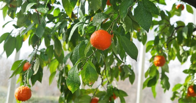 Orangen