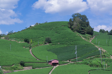wazuka tea field,kyoto,tourism of japan.