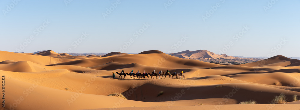 Dromadaires dans le désert du Sahara au Maroc - obrazy, fototapety, plakaty 