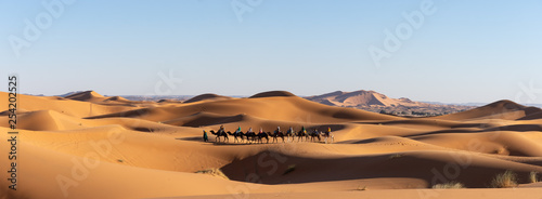 Cuadros en Lienzo Dromadaires dans le désert du Sahara au Maroc