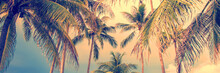 Panoramic Palm Trees Tropical Background, Vintage Style Process Banner