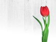 Women's day card with the Polish words DAY OF WOMEN. Flower. Tulip on a white wooden background.