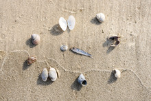 Fish On The Sand, Surrounded By Shells. Marine Concept