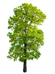 Poster - isolated beautiful green tree