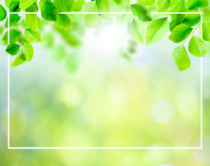 Poster - green leaves background and layout