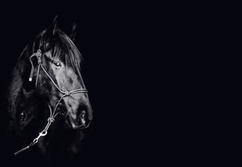 Portrait of a beautiful black stallion on a black background