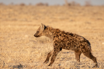 Wall Mural - Hyena