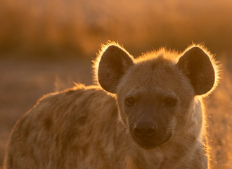 Wall Mural - Hyena